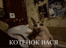 a hairless cat is sitting on a bed with the words kotenok bacy written on the bottom