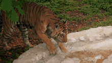 Take A Dip A Tigers Tale GIF - Take A Dip A Tigers Tale Nat Geo Wild GIFs
