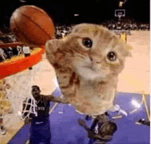 a cat is jumping into a basketball hoop while a basketball player watches .