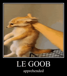 Goob Fox GIF - Goob Fox GIFs