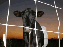Cow Gado GIF - Cow Gado Minto Pastei O Dia Inteiro GIFs