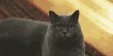 Cat Glare GIF - Cat Glare Stare GIFs