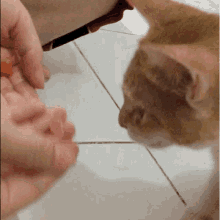 Cat Eating Feeding GIF - Cat Eating Feeding Feeding Cat GIFs