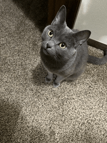 a gray cat is sitting on a carpet and looking up at the camera