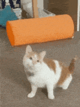 a brown and white cat is walking next to an orange tunnel .
