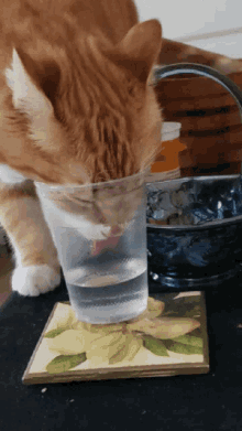Water Cat GIF