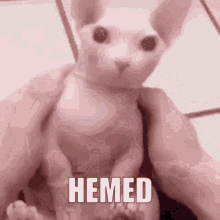 Hemed GIF - Hemed GIFs