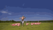 Kick Birds Pink Flamingos GIF - Kick Birds Pink Flamingos Kicking GIFs