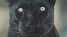 Black Panther Serious GIF - Black Panther Serious Eyecontact GIFs