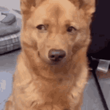 Lia Dog Curious Dog GIF
