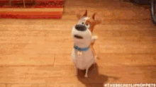 Pets Excited GIF