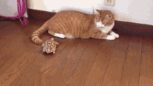 Tortoise Cat GIF - Tortoise Cat Scared GIFs