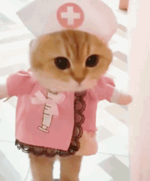 cute cat doctor baby nurse