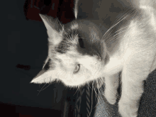Cat Angry Cat GIF - Cat Angry Cat Staring Cat GIFs