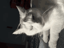 Angry Cat Gif by Honeydoe12 -- Fur Affinity [dot] net