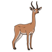 gerenuk antelope