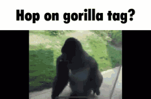 Gorilla Tag Gorilla GIF