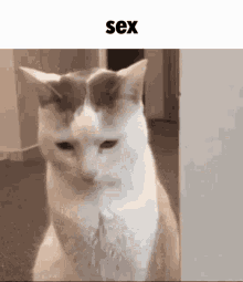 No Sex Sex Meme GIF - No Sex Sex Meme Cat Backing Off GIFs