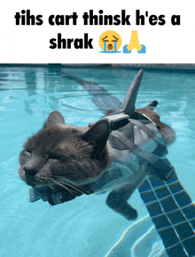 a cat swimming in a pool with a caption that says tihs cart thinsk h'es a shrak