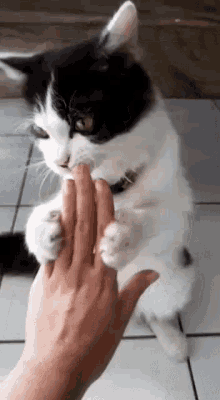 Hungry Licking GIF - Hungry Licking Cat GIFs