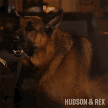 Barking Rex GIF - Barking Rex Hudson And Rex GIFs