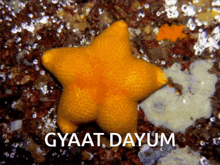 Starfish GIF - Starfish GIFs