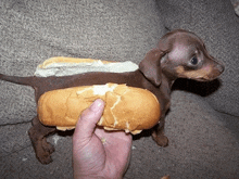a person is holding a hot dog bun in front of a small brown dog
