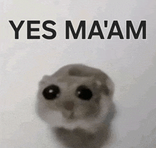 a picture of a hamster with the words yes ma 'am above it