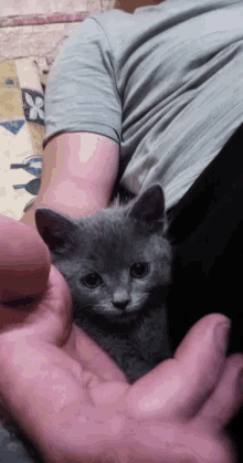 Kitten Cute GIF - Kitten Cute Animal GIFs