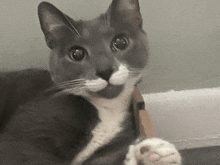 a gray and white cat with a mustache is laying down
