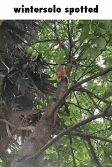 a squirrel is sitting on a tree branch with the words wintersolo spotted below it