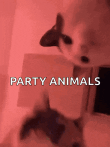 a picture of a cat and the words party animals