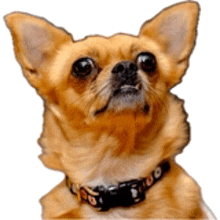 a small chihuahua dog wearing a black collar looks up at the camera