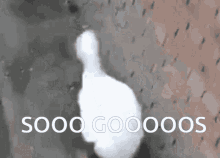Goose Silly GIF - Goose Silly Funny Waddle GIFs