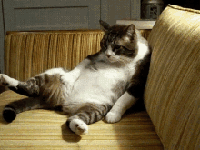 Cat Chill GIF - Cat Chill Couch GIFs