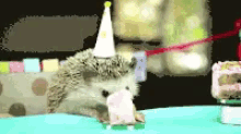 Hedgehog Birthday GIF - Hedgehog Birthday Cake GIFs