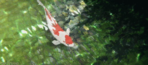 Animated Koi Fish GIFs | Tenor Animated Koi Fish GIFs | Tenor