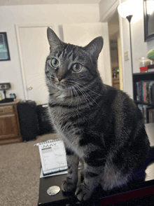 a cat sits on a table in front of a calendar for may