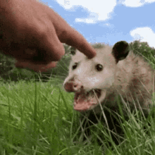 opossum aaaaaaa snacks anxiety defense
