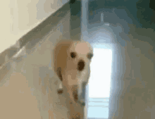 Funny Animals Chihuahua GIF