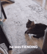 Cat Hungry GIF - Cat Hungry GIFs