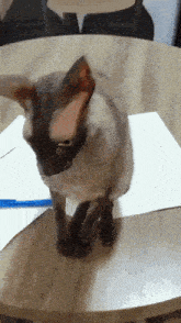 a cat standing on top of a piece of paper