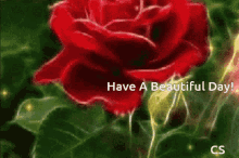 Red Rose Beautiful GIF - Red Rose Beautiful Shine GIFs