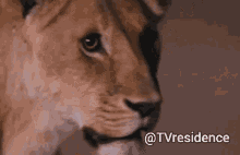 Tvresidence Lioness GIF - Tvresidence Lioness Earth GIFs