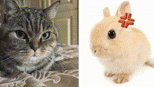 a cat and a rabbit with a red cross on their ear