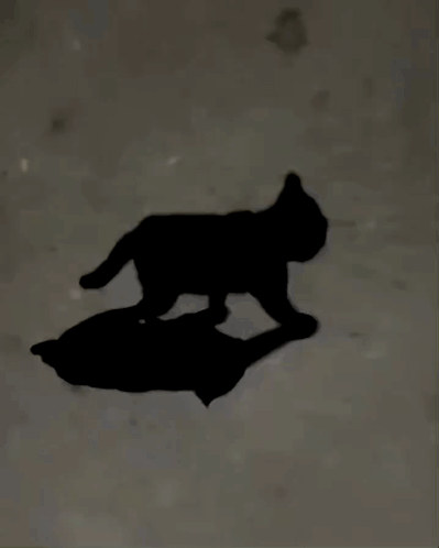 untitled.gif