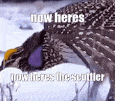 The Scuttler Heres The Scuttler GIF - The Scuttler Heres The Scuttler Now Heres The Scuttler GIFs