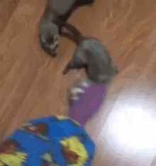 Ferret Attack Socks GIF