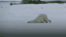 Polar Bear Lazy GIF - Polar Bear Lazy Mood GIFs