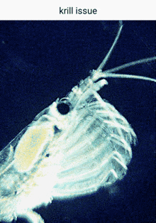 Krill Issue GIF - Krill Issue Shrimp GIFs